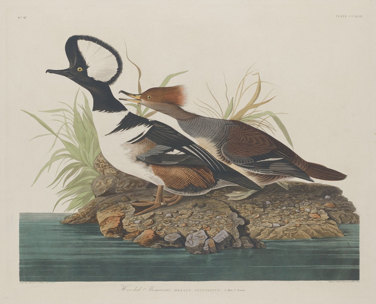Hooded Merganser by Robert Havell after John James Audubon