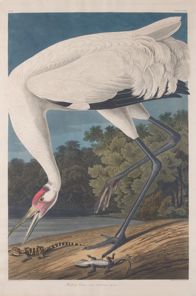 Hooping Crane by Robert Havell after John James Audubon