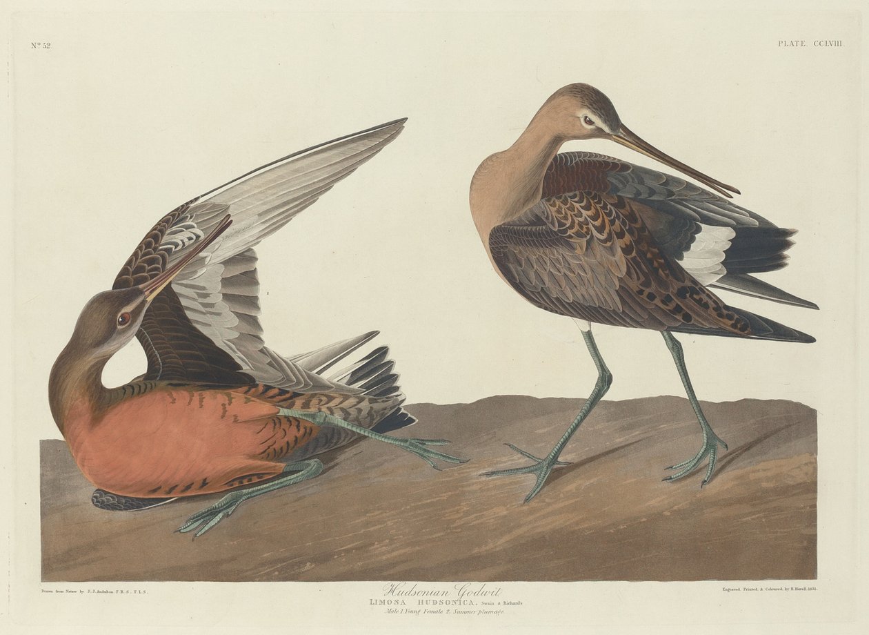 Hudsonian Godwit by Robert Havell after John James Audubon