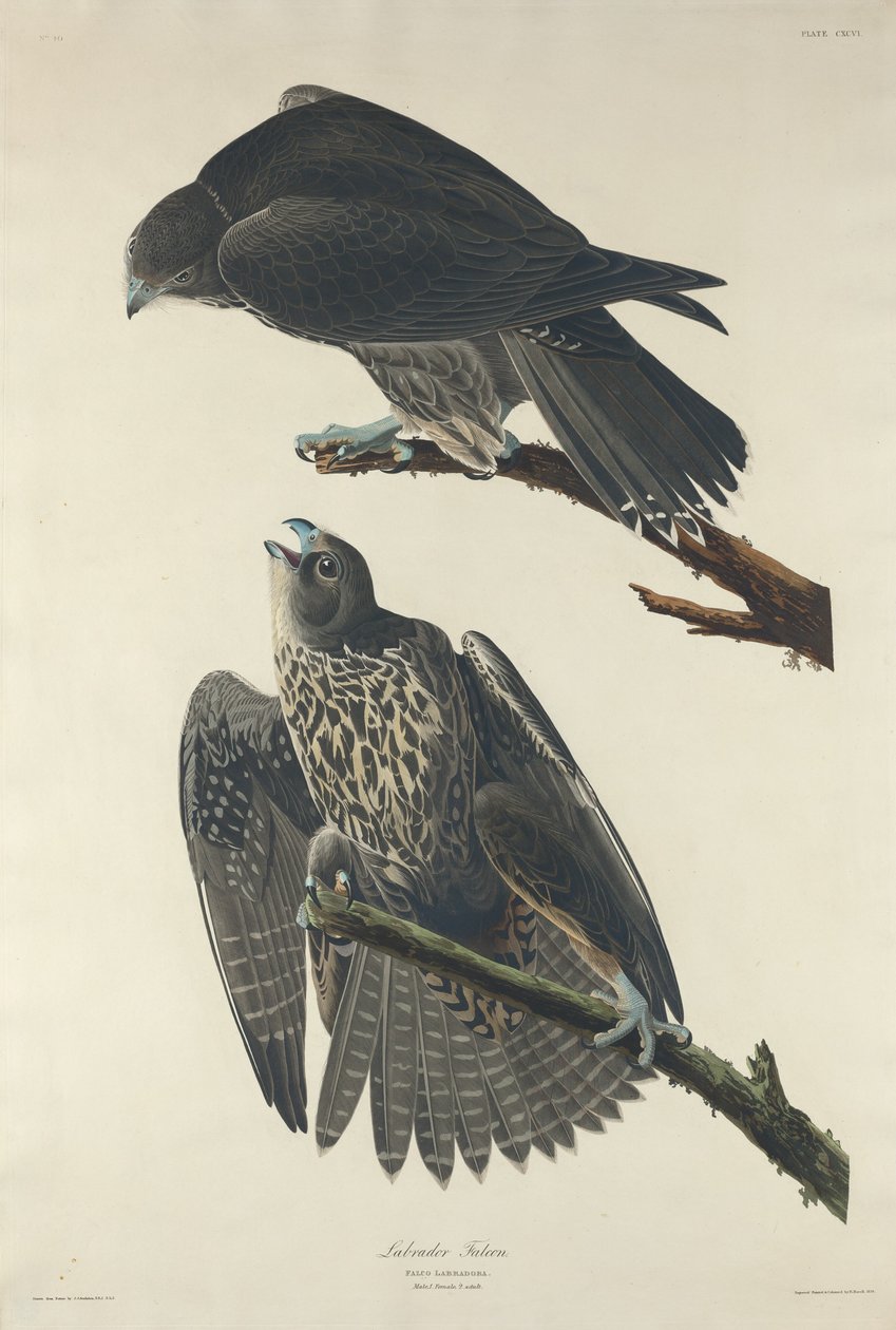 Labrador Falcon by Robert Havell after John James Audubon