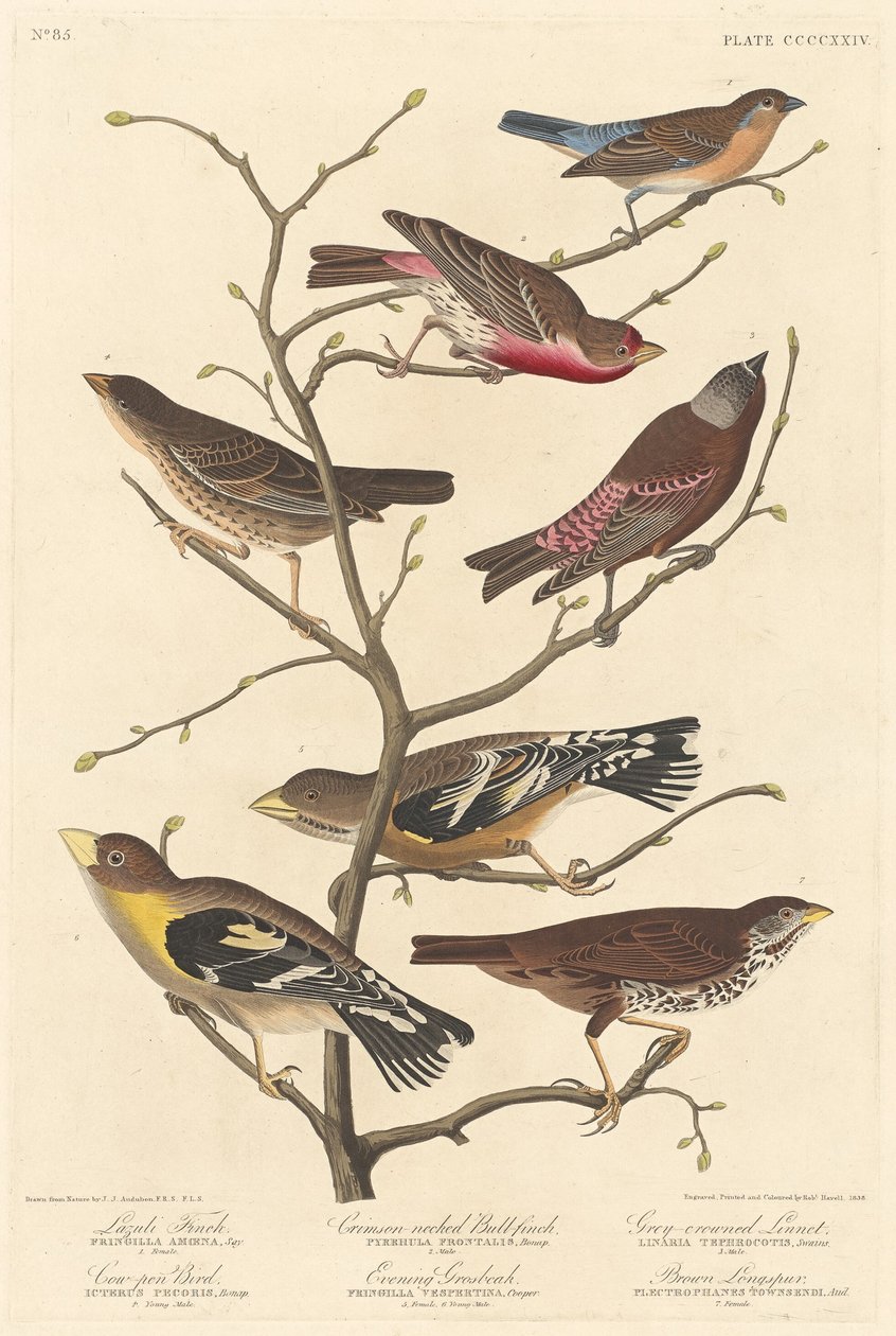 Lazuli Finch by Robert Havell after John James Audubon