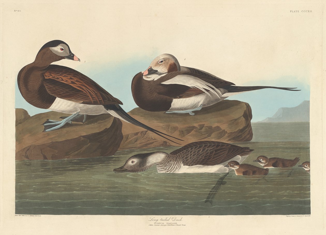 Long-tailed Duck by Robert Havell after John James Audubon