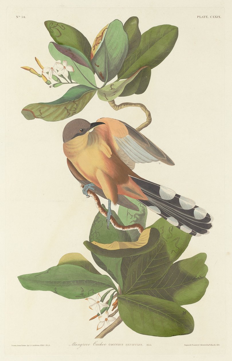 Mangrove Cuckoo by Robert Havell after John James Audubon