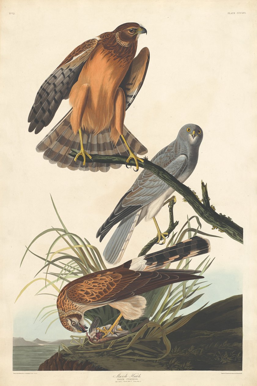Marsh Hawk by Robert Havell after John James Audubon