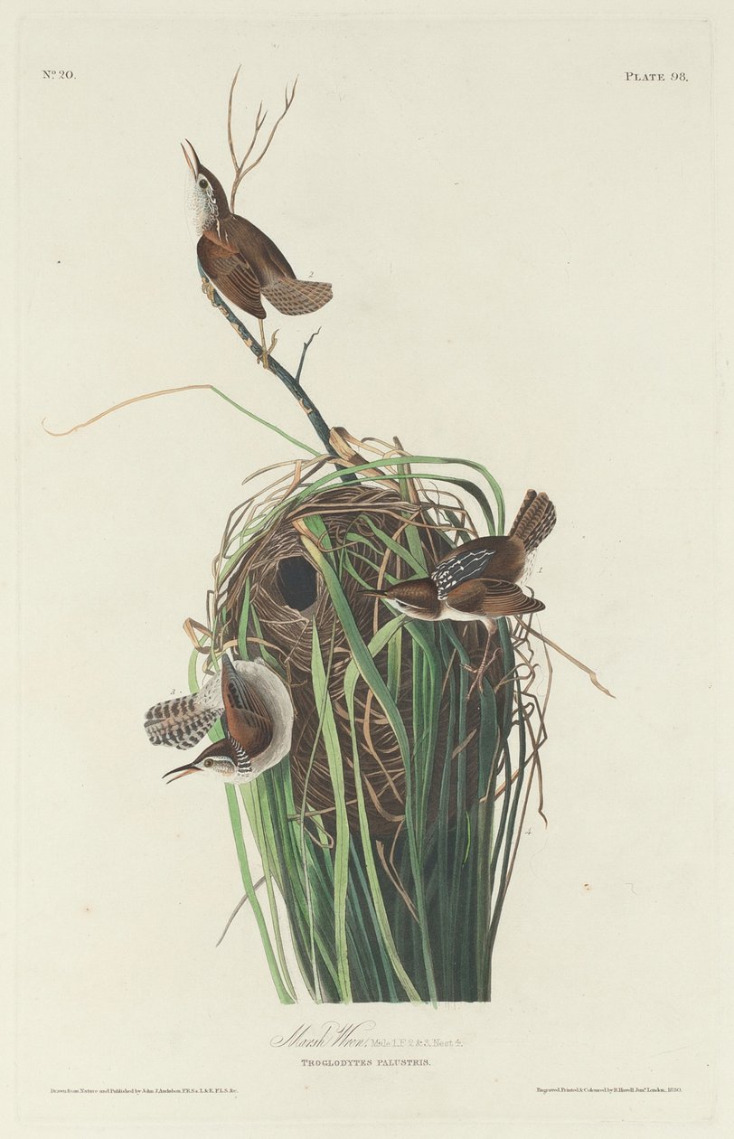 Marsh Wren by Robert Havell after John James Audubon