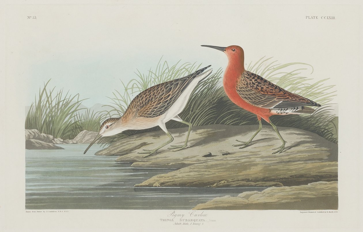 Pigmy Curlew by Robert Havell after John James Audubon