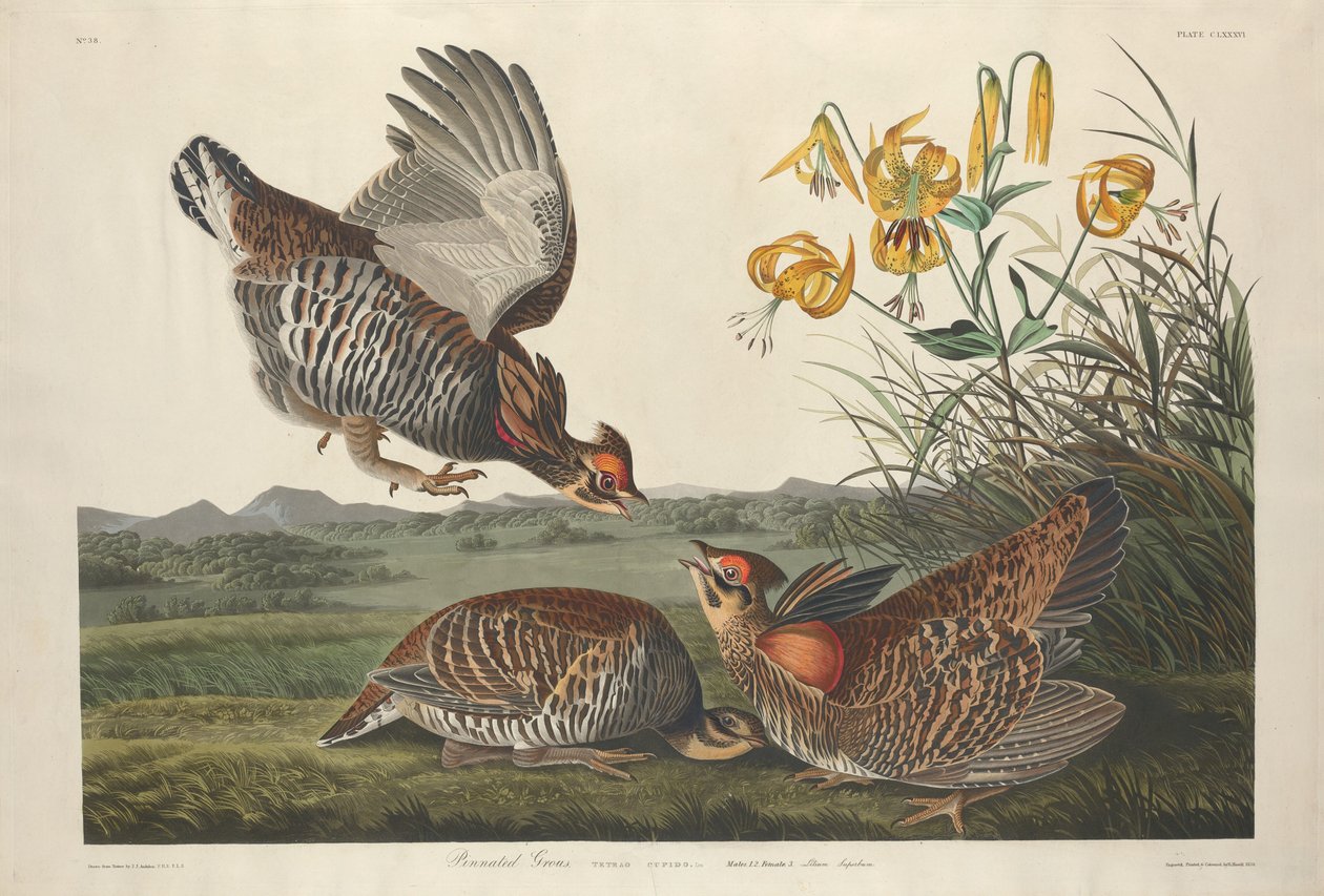 Pinnated Grouse by Robert Havell after John James Audubon