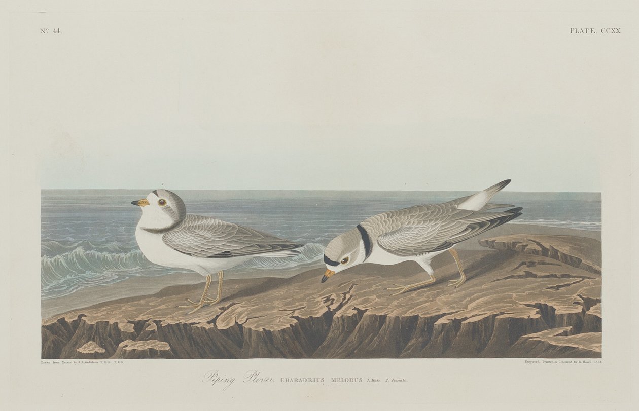 Piping Plover by Robert Havell after John James Audubon
