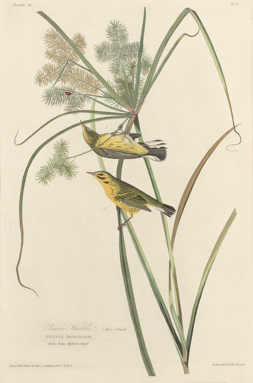 Prairie Warbler by Robert Havell after John James Audubon