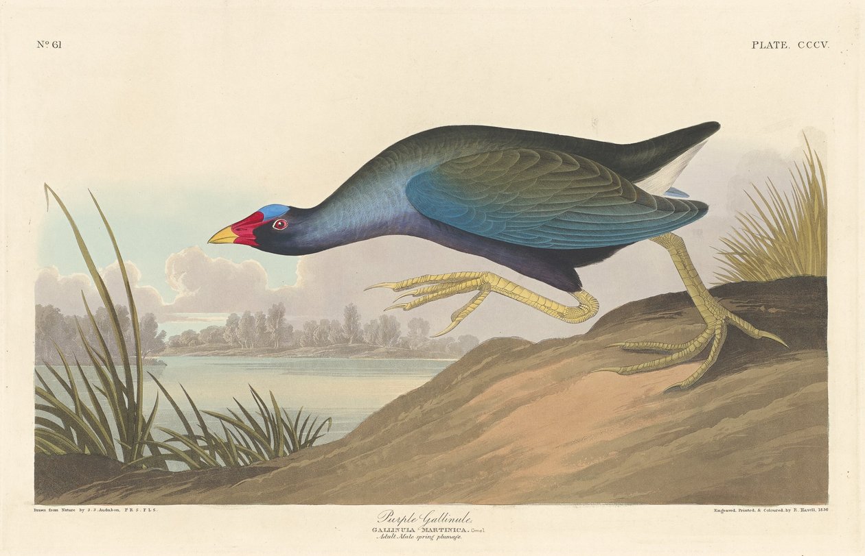 Purple Gallinule by Robert Havell after John James Audubon