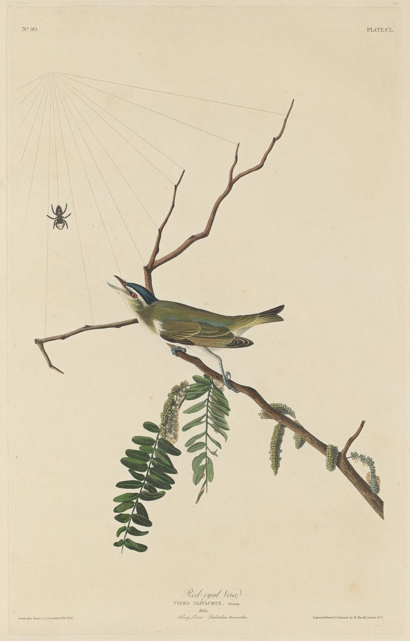 Red-Eyed Vireo by Robert Havell after John James Audubon