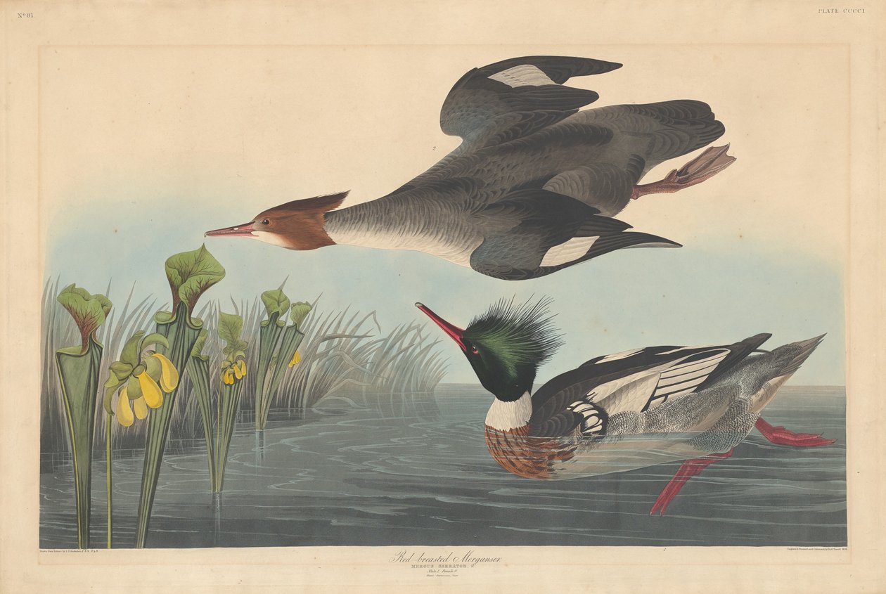 Red-breasted Merganser by Robert Havell after John James Audubon