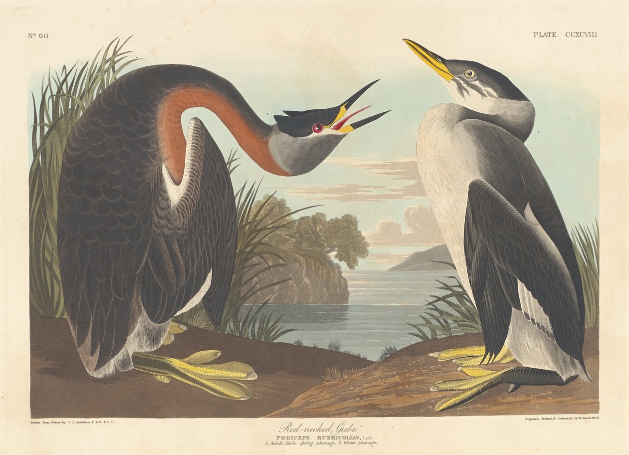 Red-necked Grebe by Robert Havell after John James Audubon