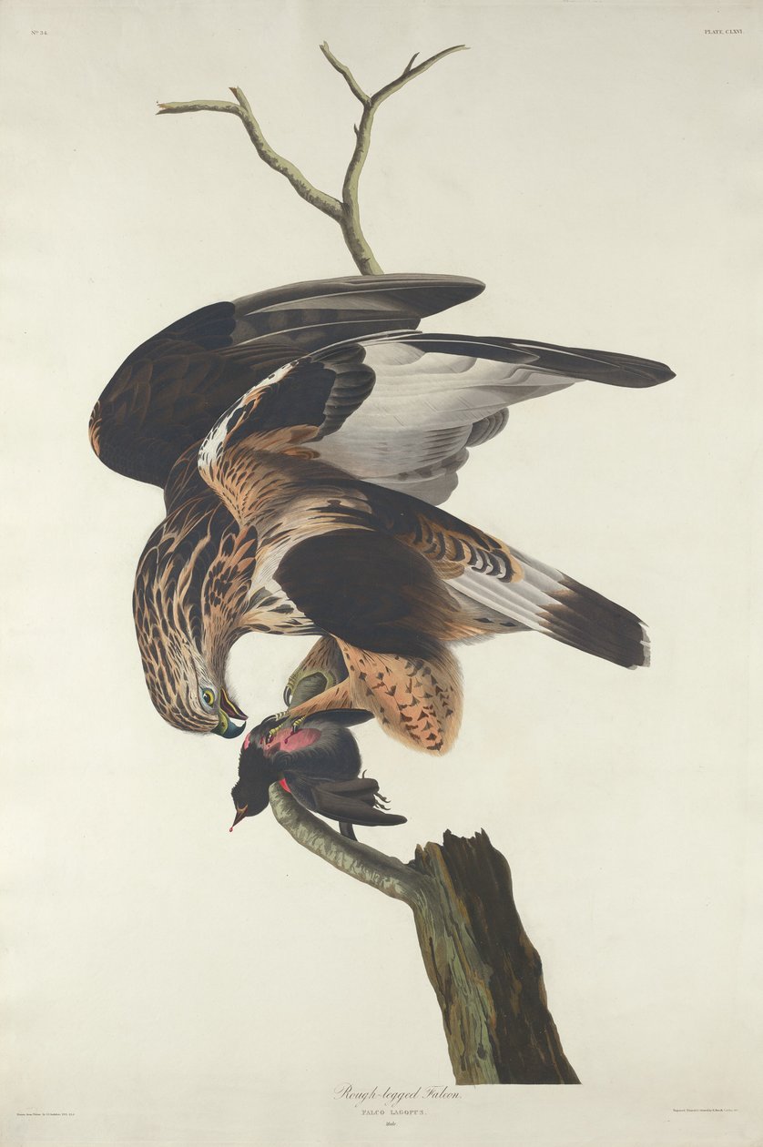 Rough-legged Falcon by Robert Havell after John James Audubon