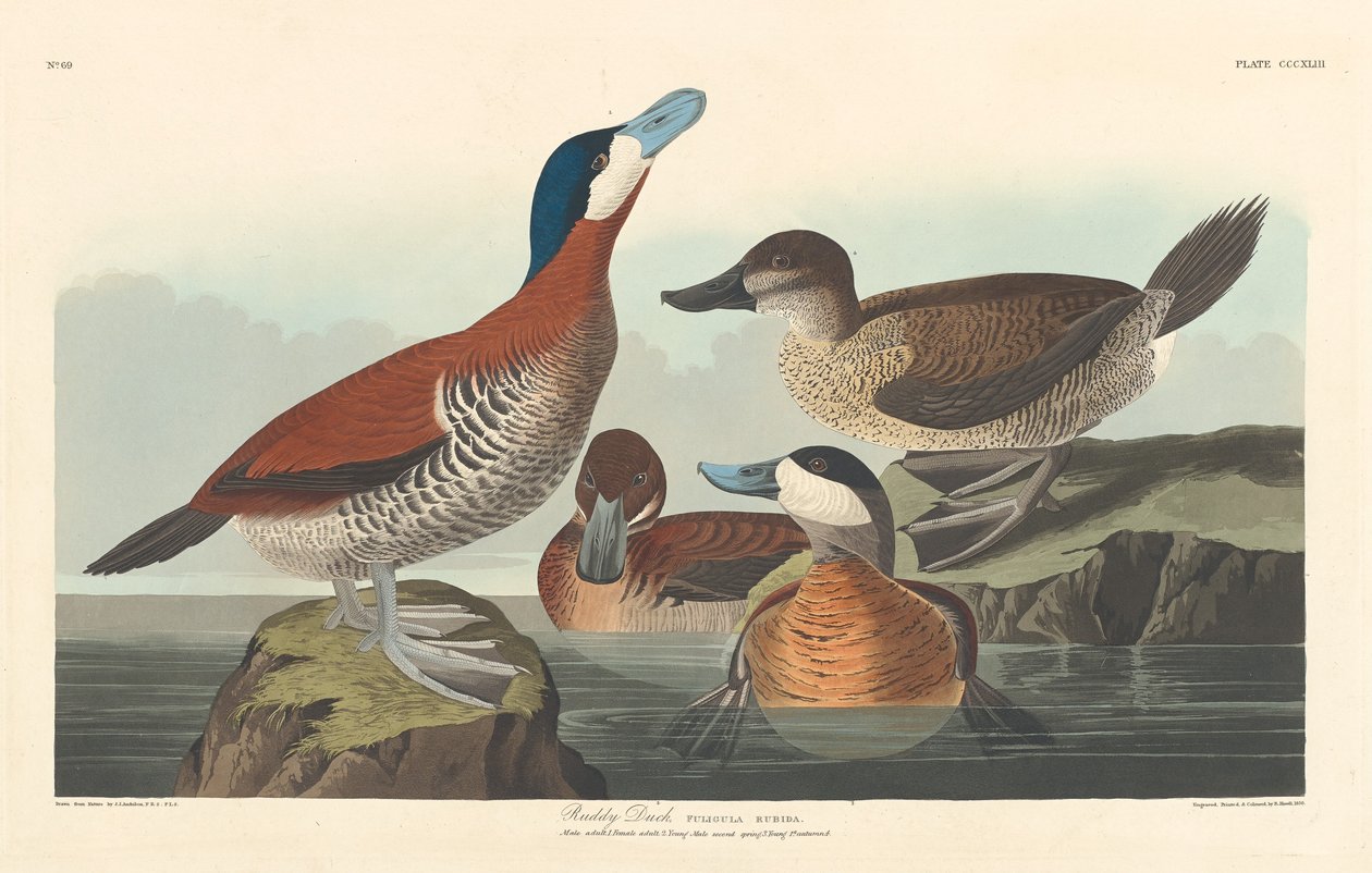 Ruddy Duck by Robert Havell after John James Audubon