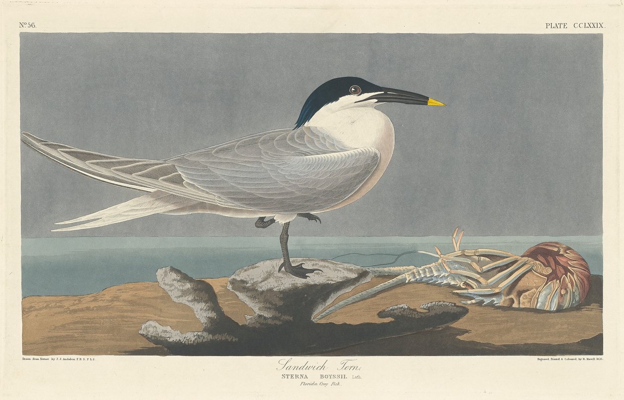 Sandwich Tern by Robert Havell after John James Audubon
