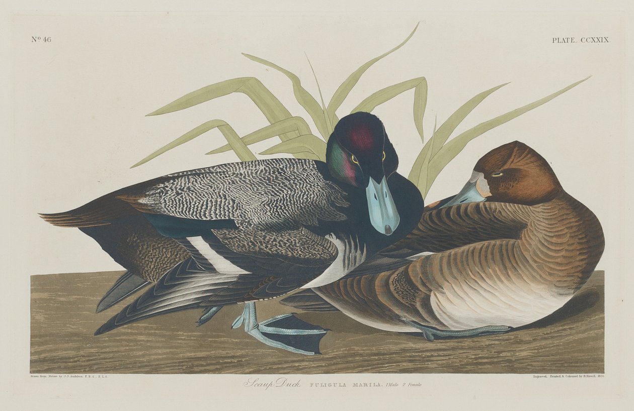 Scaup Duck by Robert Havell after John James Audubon