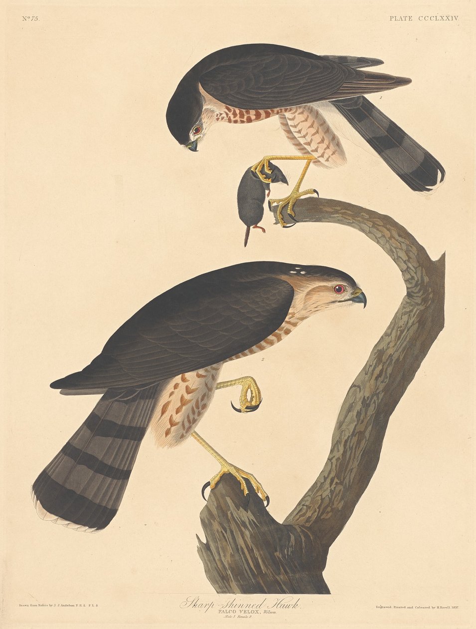 Sharp-shinned Hawk by Robert Havell after John James Audubon