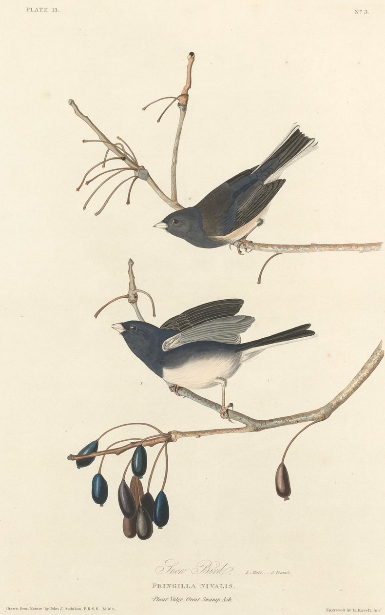 Snow-Bird by Robert Havell after John James Audubon