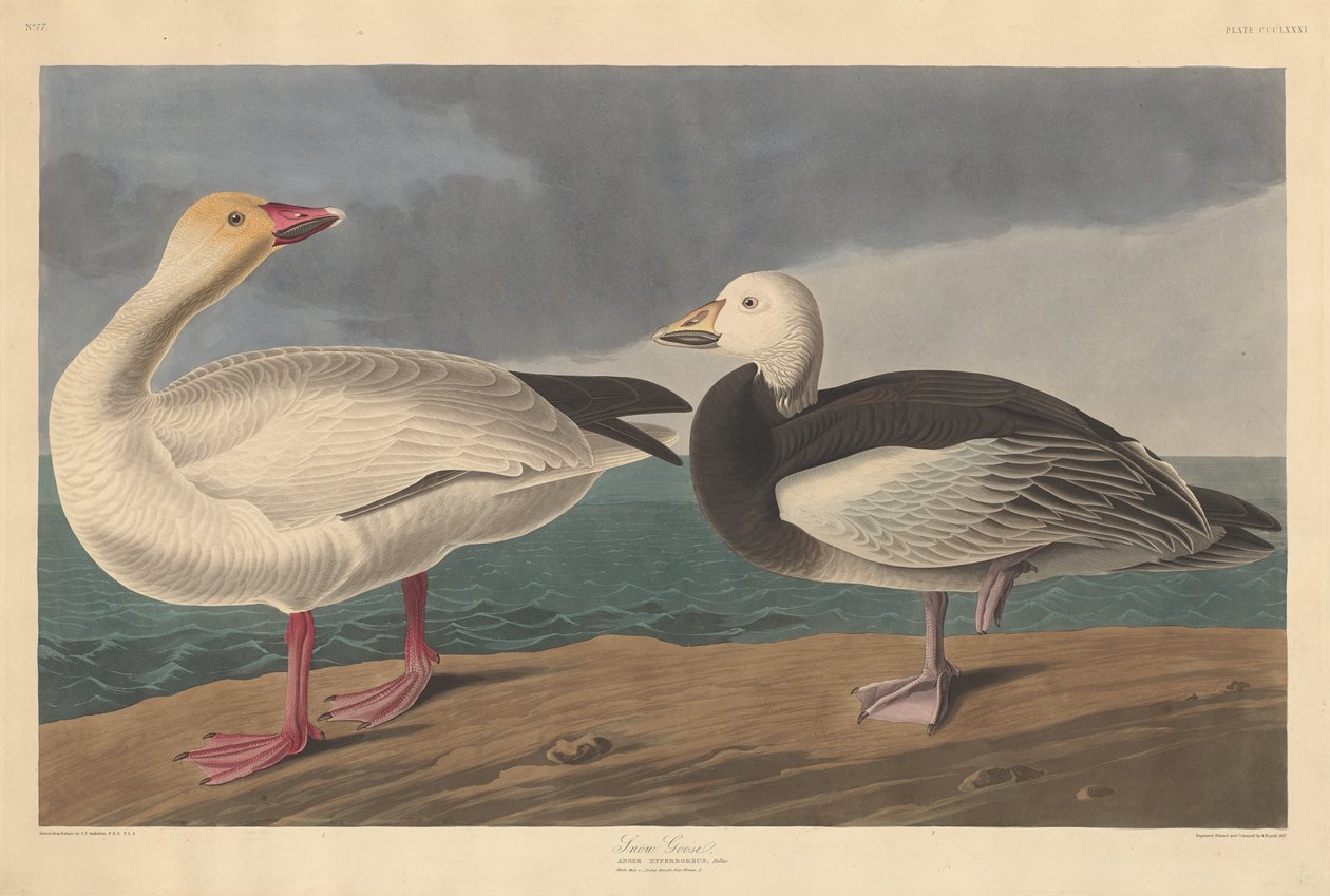 Snow Goose by Robert Havell after John James Audubon