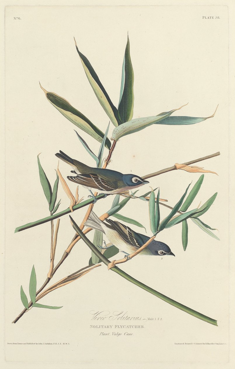 Solitary Flycatcher by Robert Havell after John James Audubon
