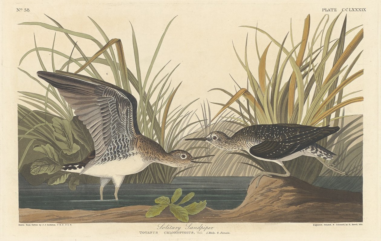 Solitary Sandpiper by Robert Havell after John James Audubon