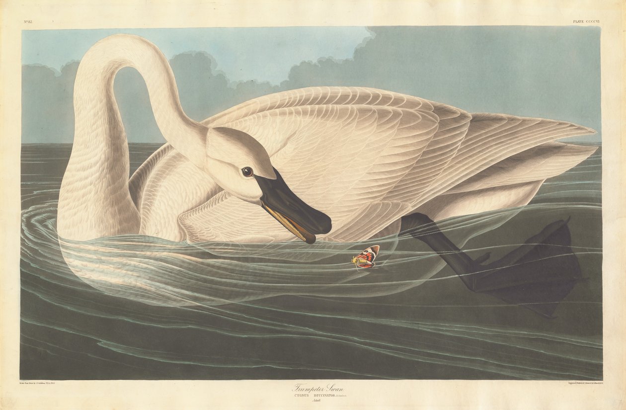 Trumpeter Swan by Robert Havell after John James Audubon