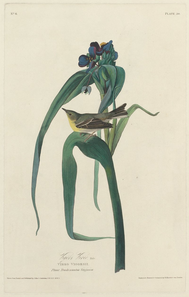 Vigors Vireo by Robert Havell after John James Audubon