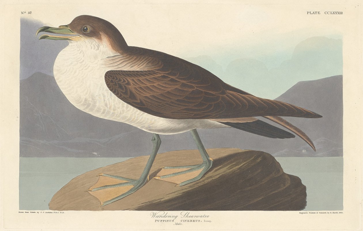 Wandering Shearwater by Robert Havell after John James Audubon