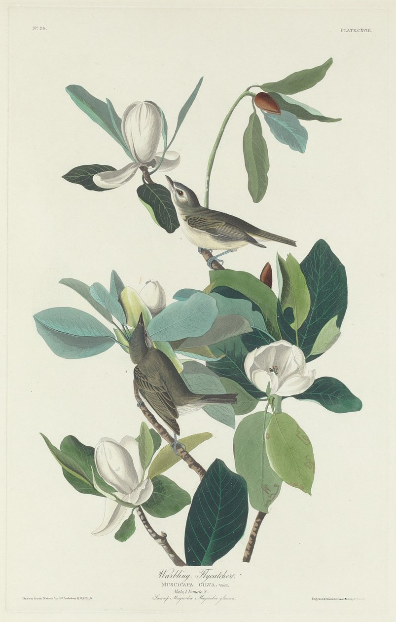 Warbling Flycatcher by Robert Havell after John James Audubon
