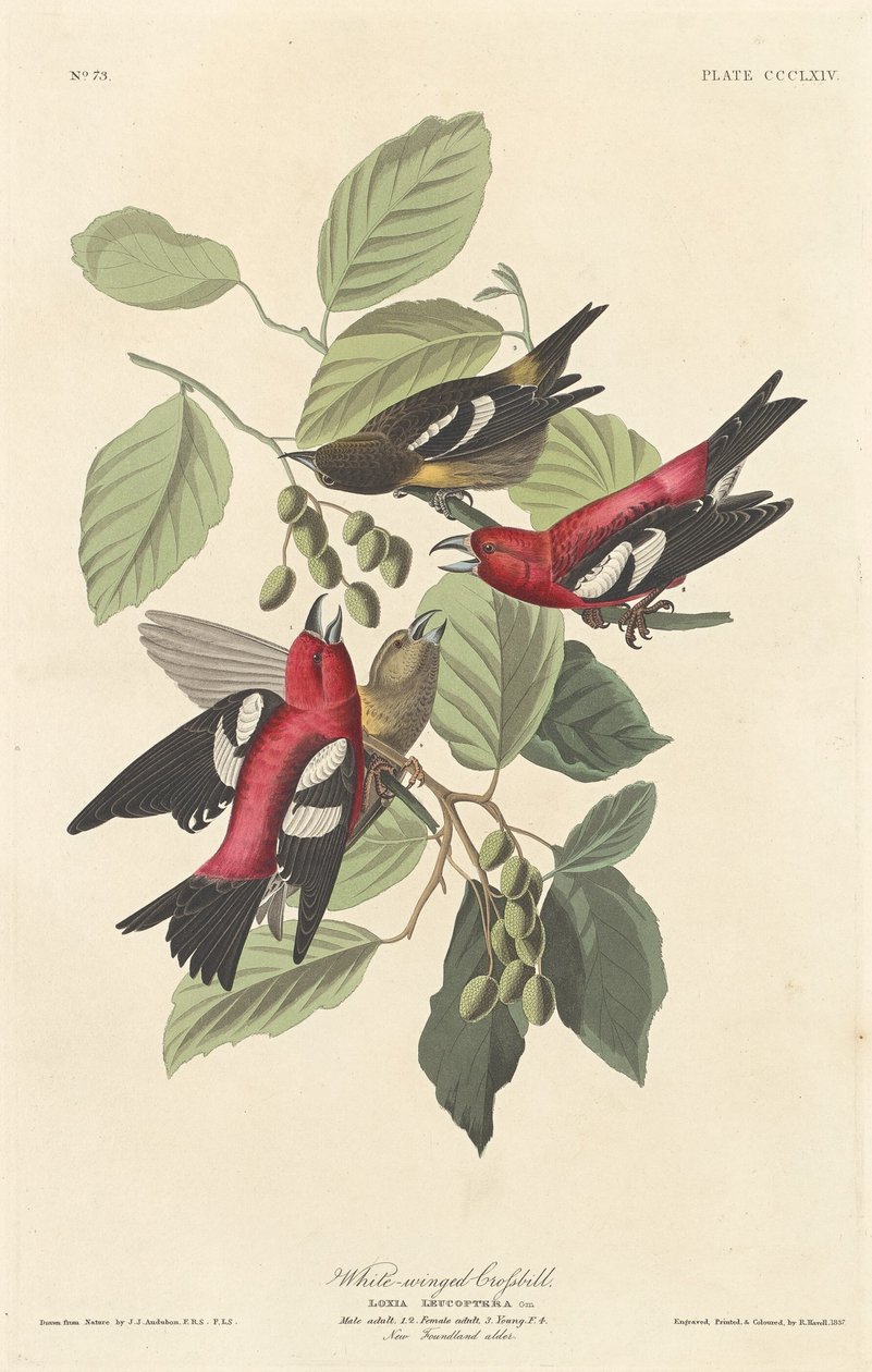 White-winged Crossbill by Robert Havell after John James Audubon