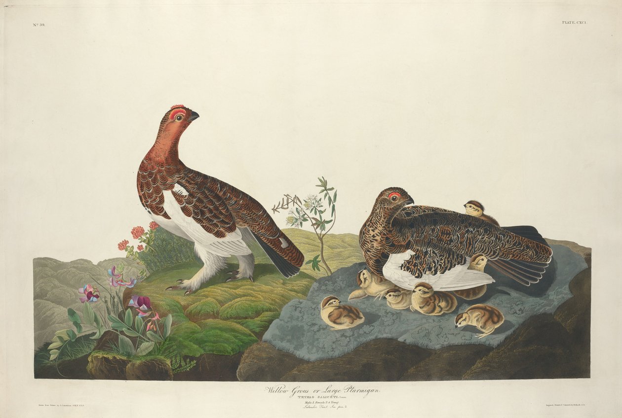 Willow Grouse by Robert Havell after John James Audubon