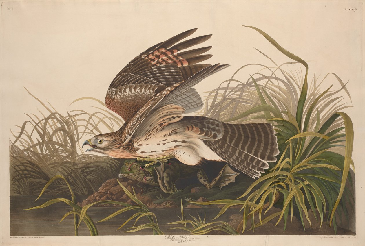 Winter Hawk by Robert Havell after John James Audubon