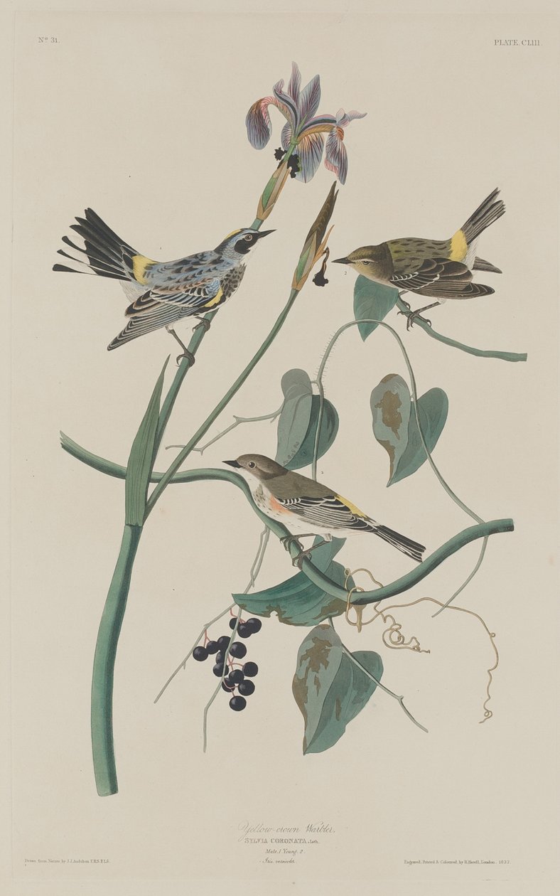 Yellow-crown Warbler by Robert Havell after John James Audubon
