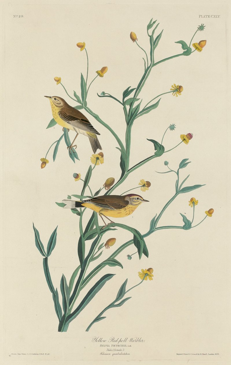 Yellow Red-Poll Warbler by Robert Havell after John James Audubon