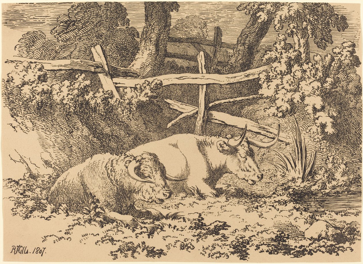 Cattle Resting by Robert Hills