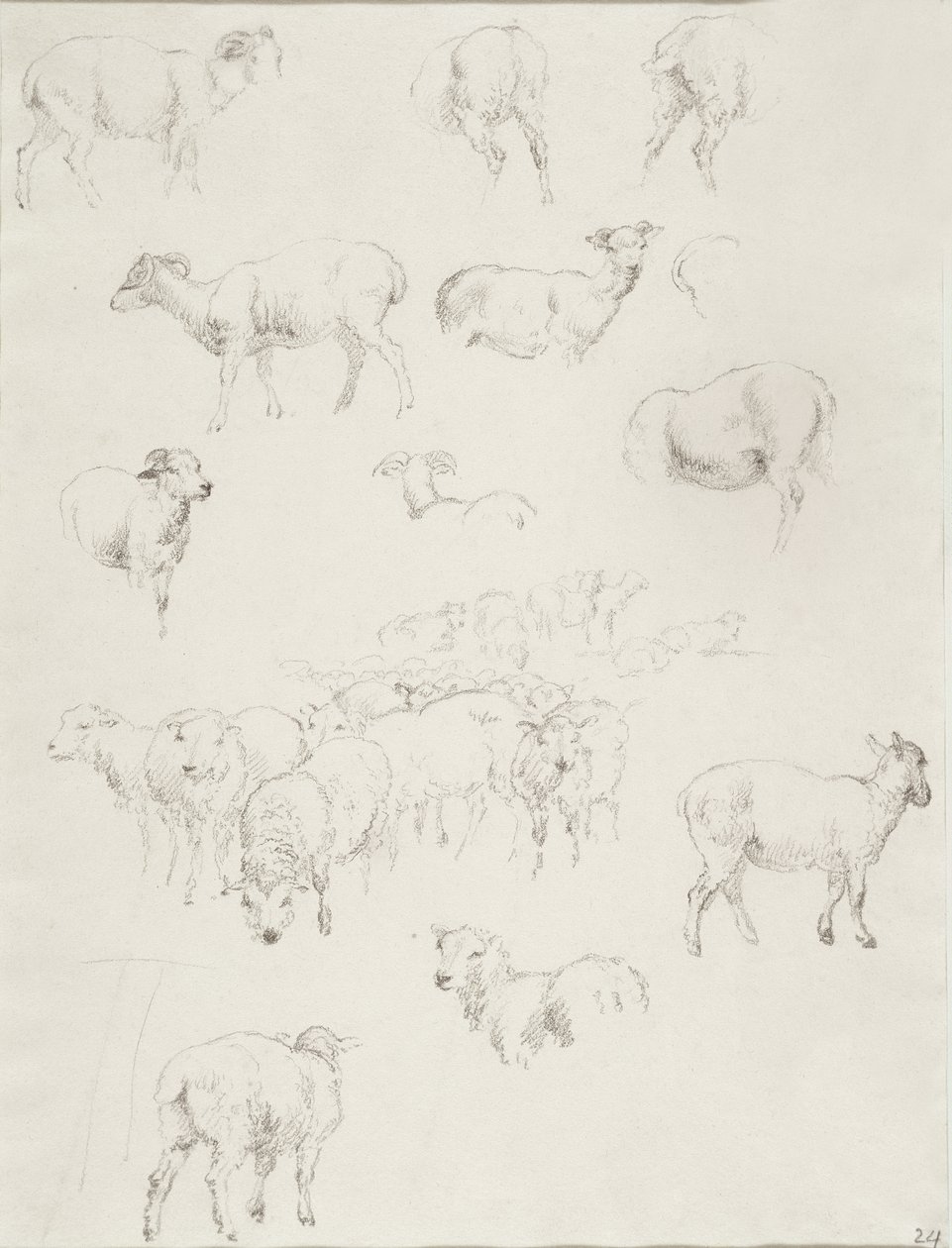 Flock of Sheep by Robert Hills
