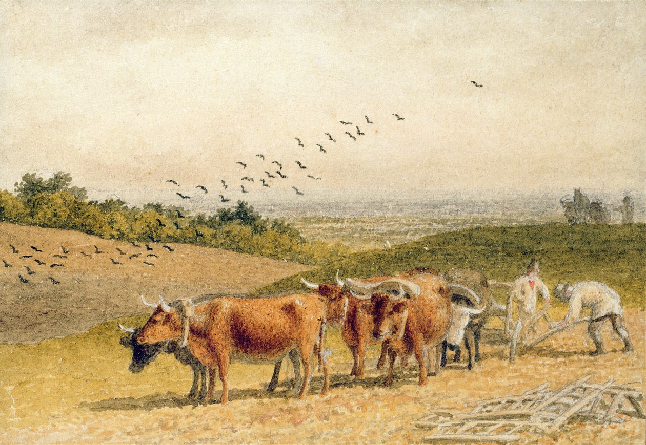 Oxen Ploughing a Downland Field by Robert Hills