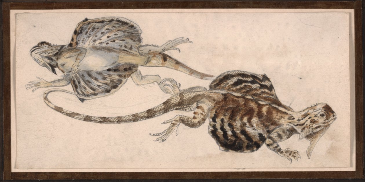 Lizards by Robert Kretschmer