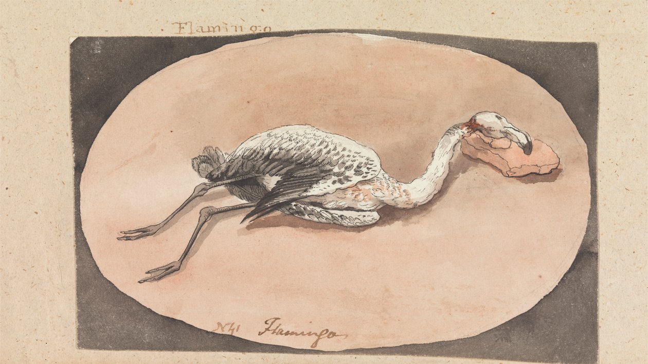 Flamingo by Robert Mabon