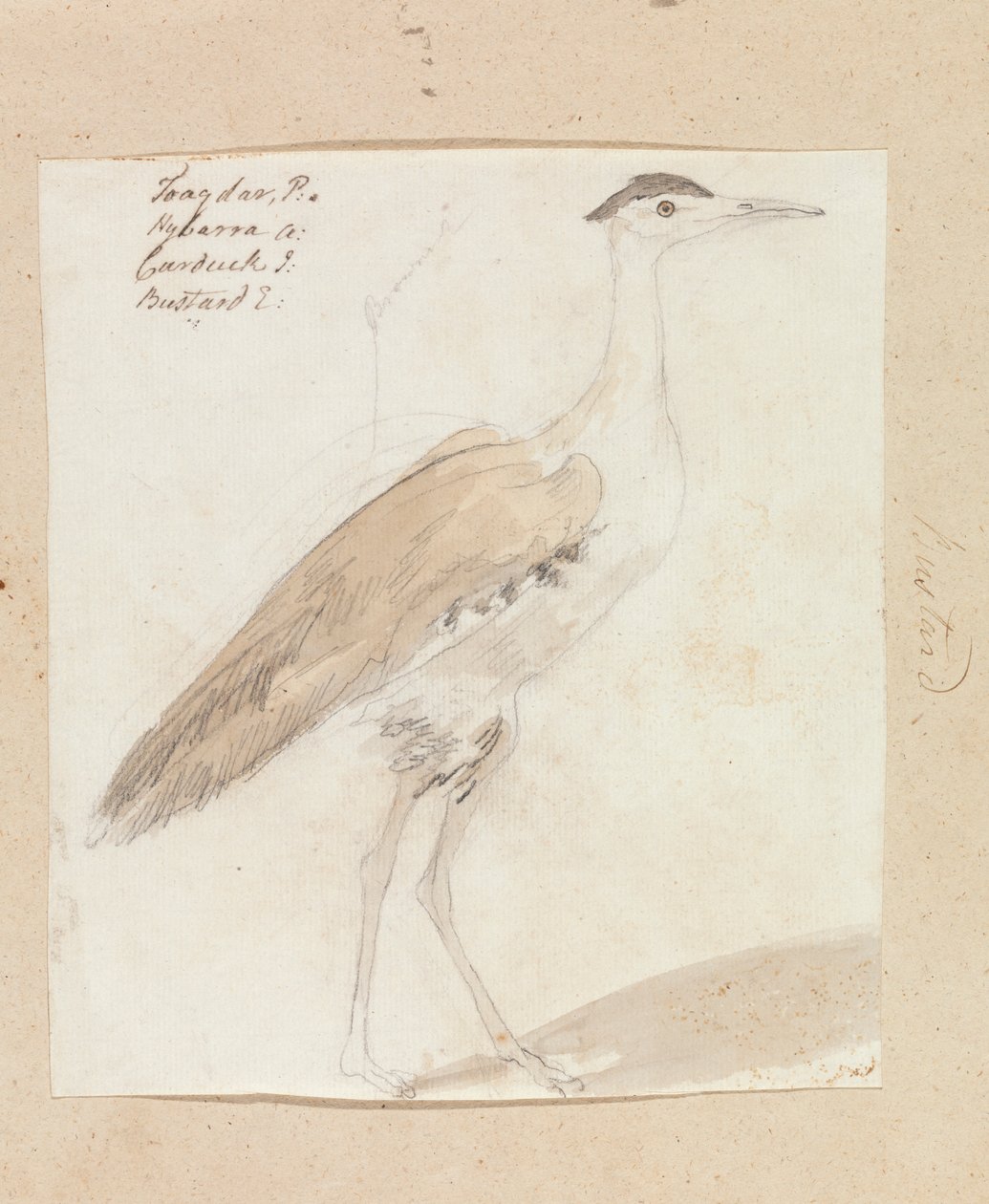 Great Indian Bustard by Robert Mabon
