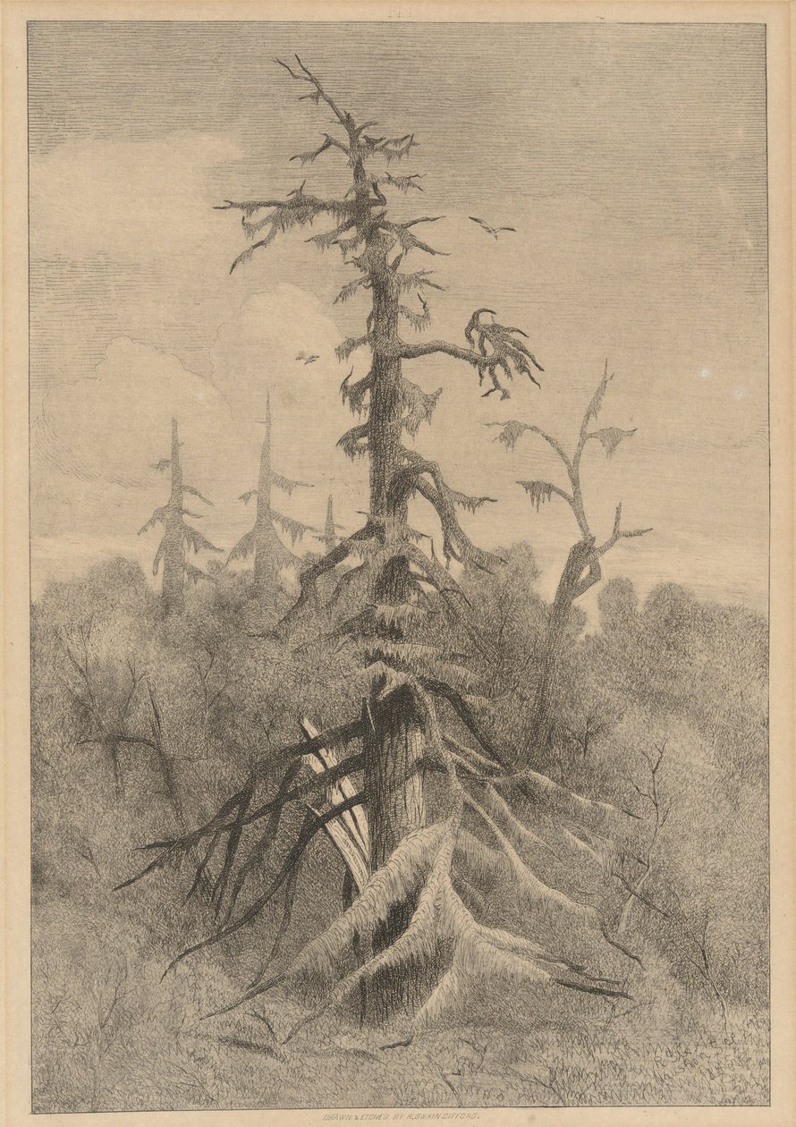 Old Trees at Naushon Island by Robert Swain Gifford