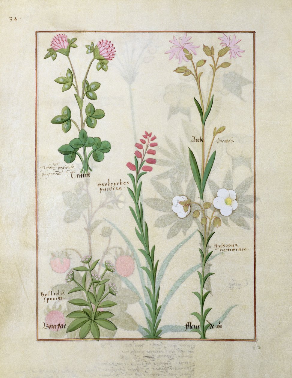 Red Clover and Aube, Bellidis Species, Onobrychis and Hyssopus Nemorum, illustration from The Book of Simple Medicines by Robinet Testard