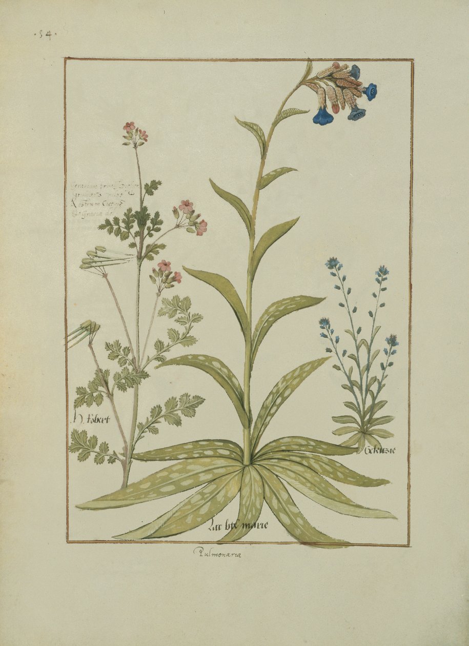 Lungwort and Geranium, Illustration from the Book of Simple Medicines by Mattheaus Platearius by Robinet Testard