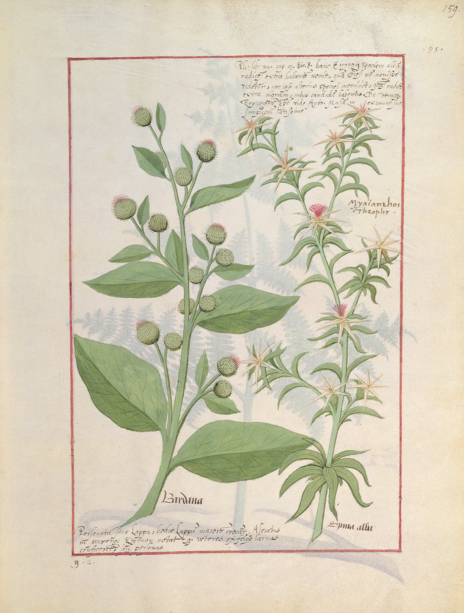 Illustration from the Book of Simple Medicines by Mattheaus Platearius by Robinet Testard