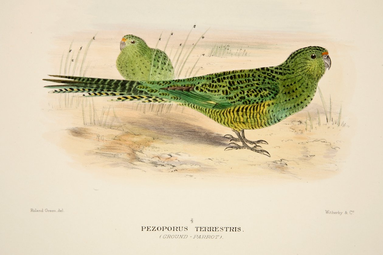 Ground Parrot by Roland Green