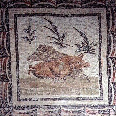 Wild Boar by Roman Roman
