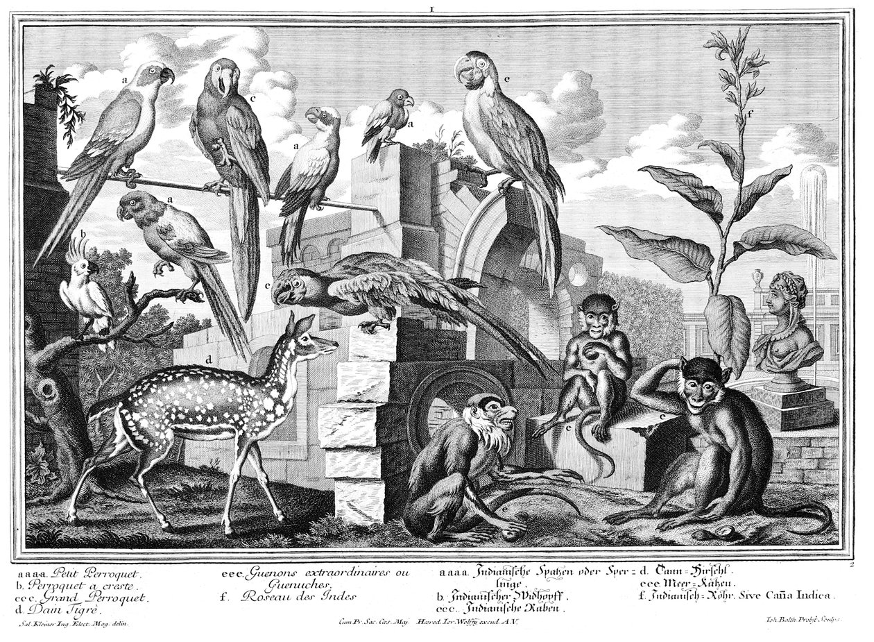 Parrots and Monkeys by Salomon Kleiner