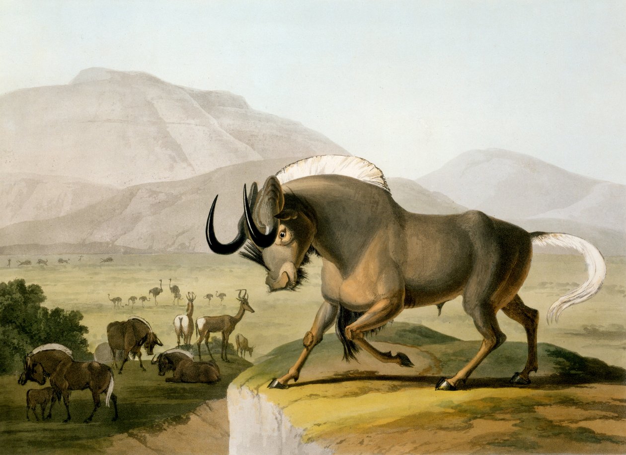 The Gnoo, 1804 by Samuel Daniell