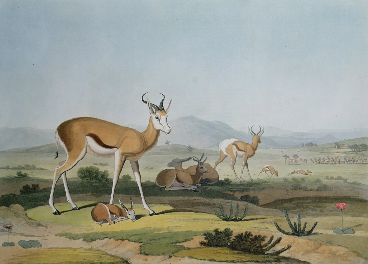 The Spring-Bok or Leaping Antelope, plate 18 from 
